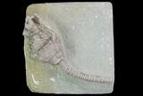 Crinoid (Macrocrinus) Fossil - Crawfordsville, Indiana #99935-1